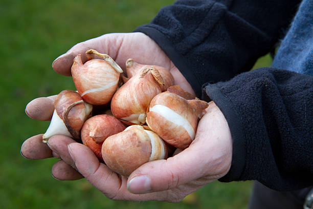 Planting tulip bulbs in a flower bed during a beautiful sunny autumn afternoon. Growing tulips. Fall gardening jobs background.