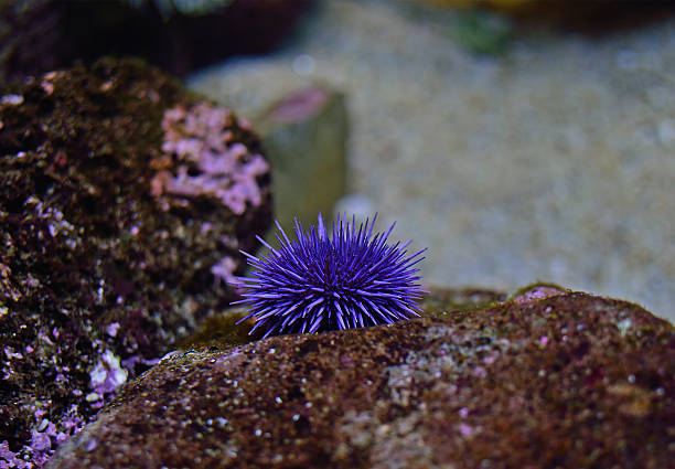 Purple Sea Urchin Strongylocentrotus purpuratus. purple sea urchin stock pictures, royalty-free photos & images