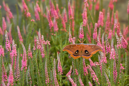Polyphemus Moth, with wings spread, perched in a summer flower garden