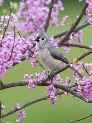Tufted Titmouse, perched in flowering Red Bud tree, in spring.