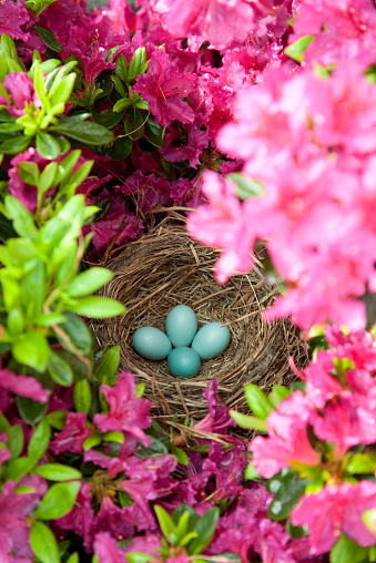 Robin's Nest, with four blue eggs hidden in a flowering azalea bush