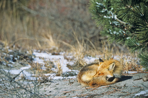 Red Fox, sleeping on the sand dunes in winter