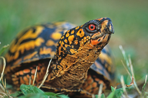 Eastern Box Turtle, cautiously looking ahead
