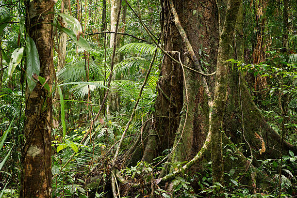 daintree - tropical rain forest foto e immagini stock