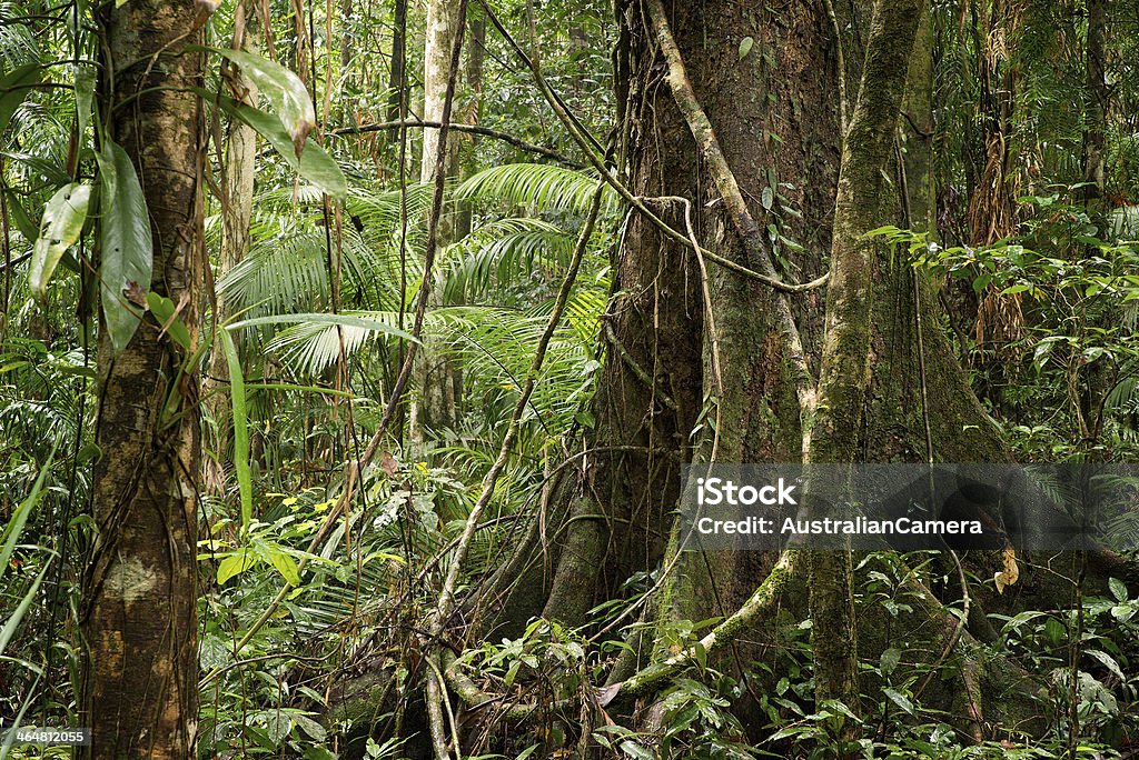 Daintree Daintree National Park, rainforest scenery in Queensland, Australia Awe Stock Photo