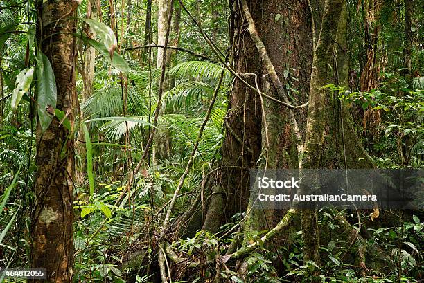 Daintree Stock Photo - Download Image Now - Awe, Rainforest, Forest