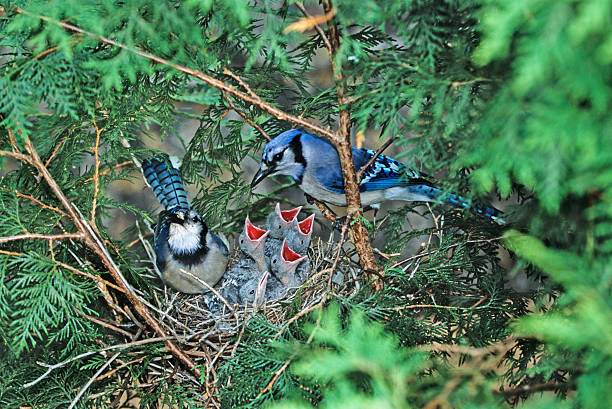 Steller's Jay bird at Vancouver BC Canada