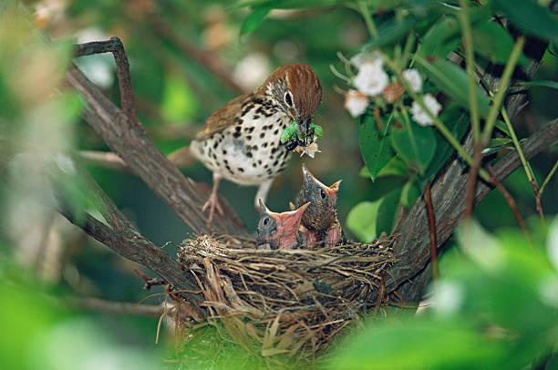 Wood Thrush with hungry chicks Wood Thrush, at the nest, feeding hungry chicks birds nest photos stock pictures, royalty-free photos & images