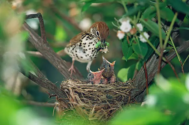Wood Thrush, at the nest, feeding hungry chicks