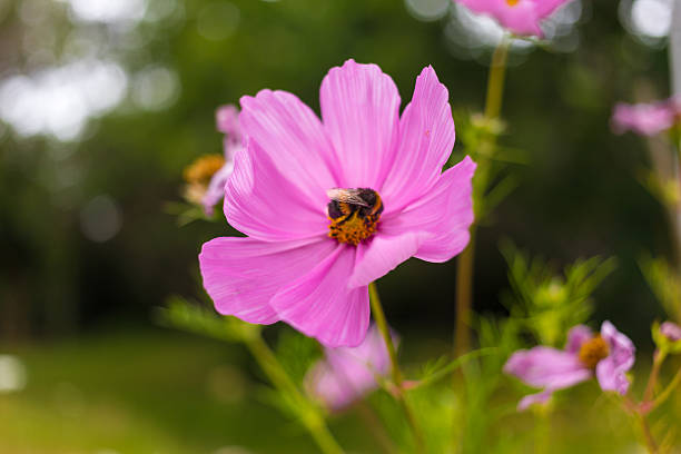 Bumblebee on a flower stock photo