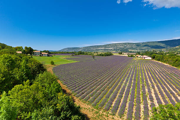 istock Lavender Field in Provence, France 464812554