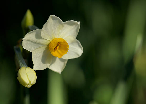 invierno narcissus - daffodil winter narcissus yellow single flower fotografías e imágenes de stock