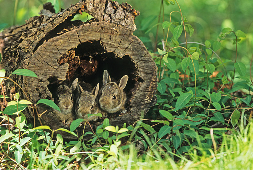 Eastern Cottontail Rabbits, juveniles sitting in a hollow log