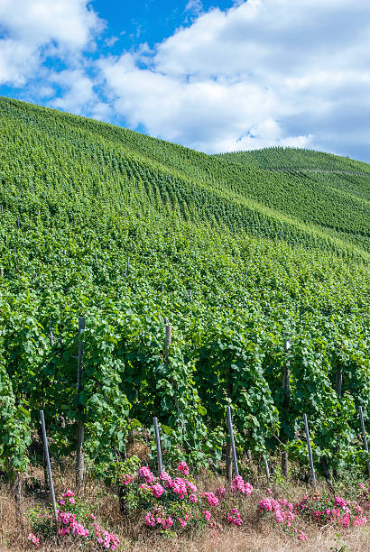 istock Vineyard Landscape,Mosel Valley,Germany 464814735