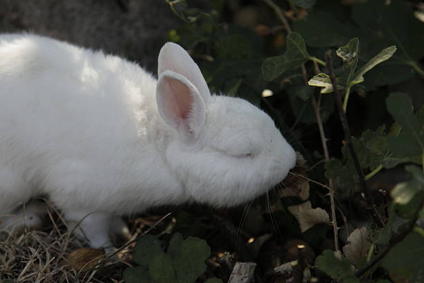 Swi Slitter Rabbit 840+ Sniffing Rabbit Stock Photos, Pictures & Royalty-Free Images - iStock