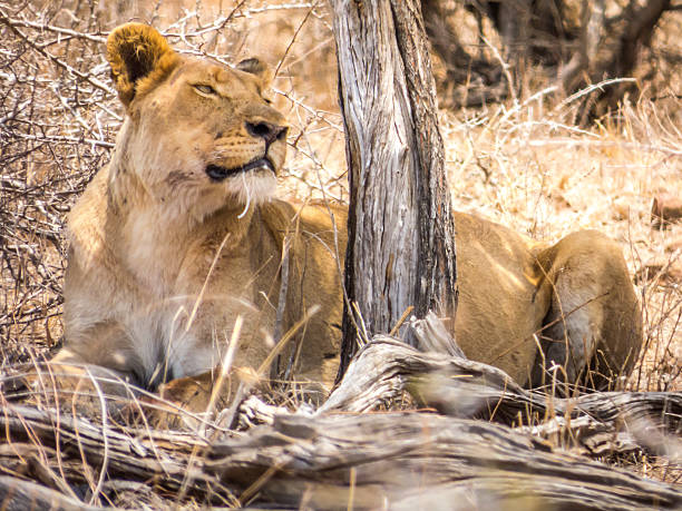 istock Satisfied Lioness Portrait 464816040