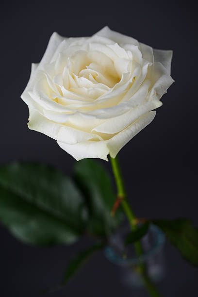 nahaufnahme der schönen einzelne weiße rose isoliert auf dunklem hintergrund - single flower close up flower head rose stock-fotos und bilder