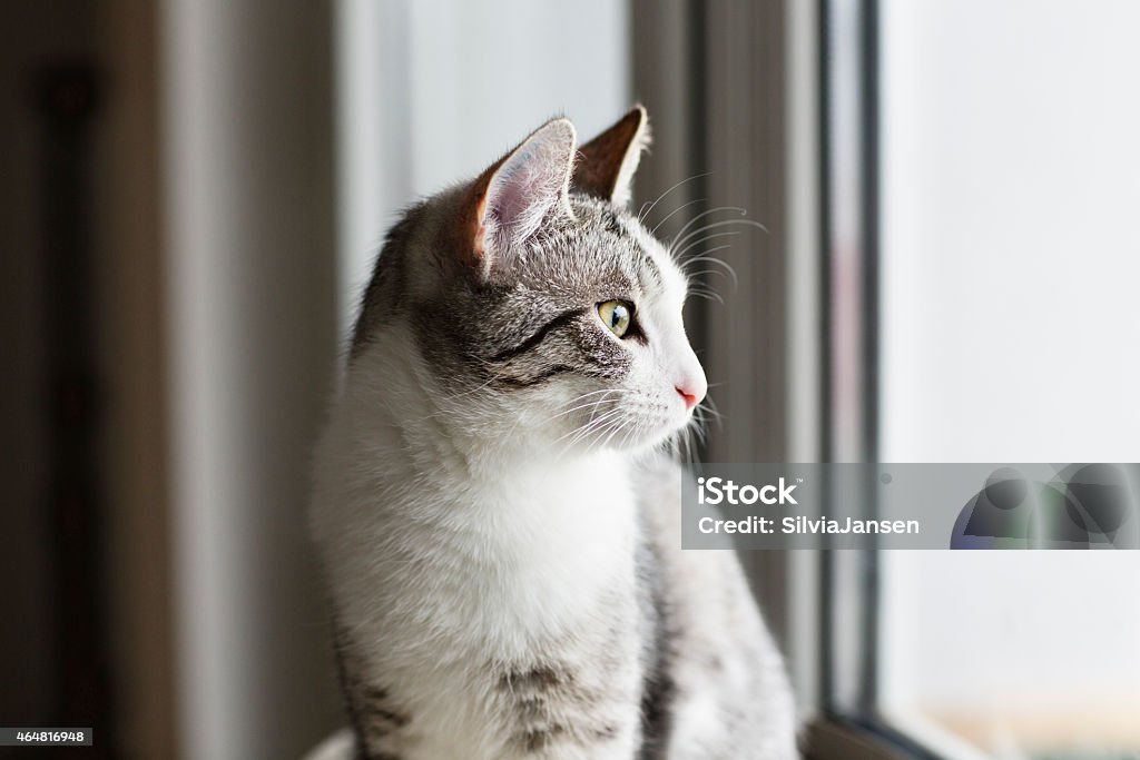 tabby kitten portrait cute little tabby kitten, 6 months old, sitting by the window, looking sideways 2015 Stock Photo