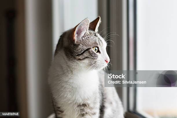 Tabby Kitten Stock Photo - Download Image Now - 2015, Animal, Domestic Animals