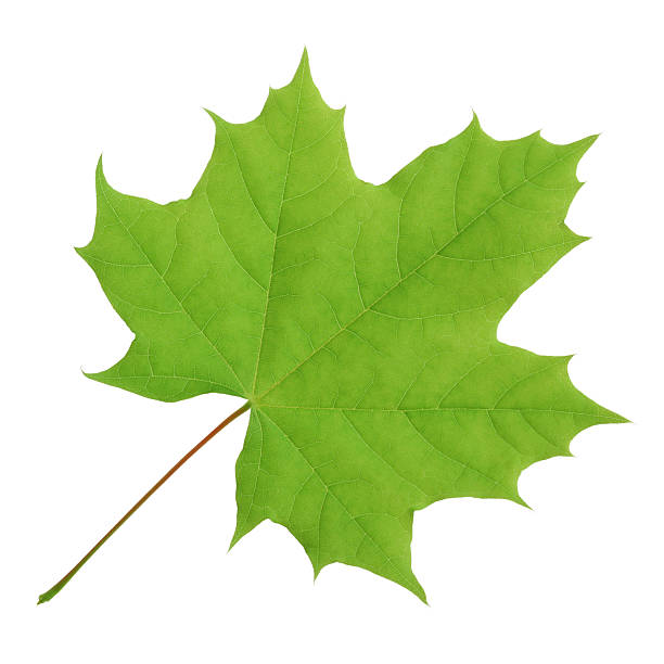 grüne ahornblatt (with path) - maple leaf maple leaf green stock-fotos und bilder