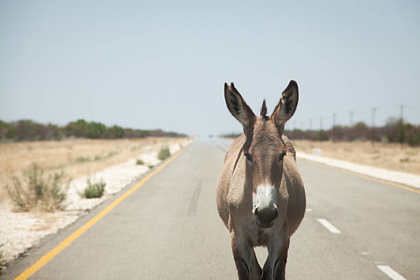 istock donkey in the road 464817759
