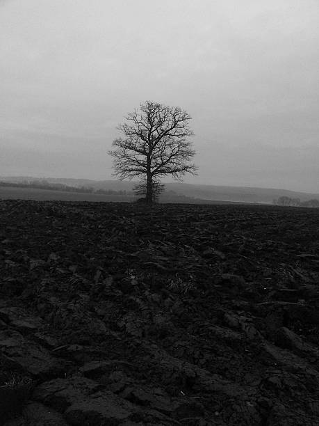 ackerbaum - distance running jogging running fog zdjęcia i obrazy z banku zdjęć