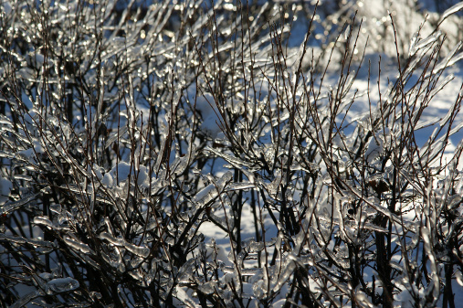 Frozen branches of the trees with ice on the background of a cloudless sky, the backlight