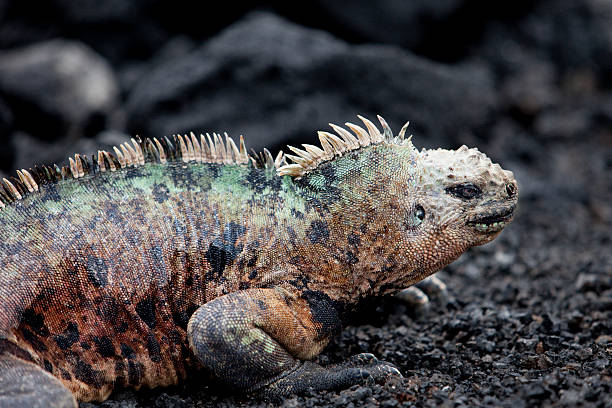 Male Marine Iguana A colorful male marine iguana (amblyrhynchus cristatus) on a beach near Isabel Island in the Galapagos Islands during mating season. marine iguana stock pictures, royalty-free photos & images