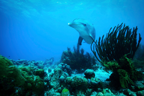 Curious Dolphin Caribbean