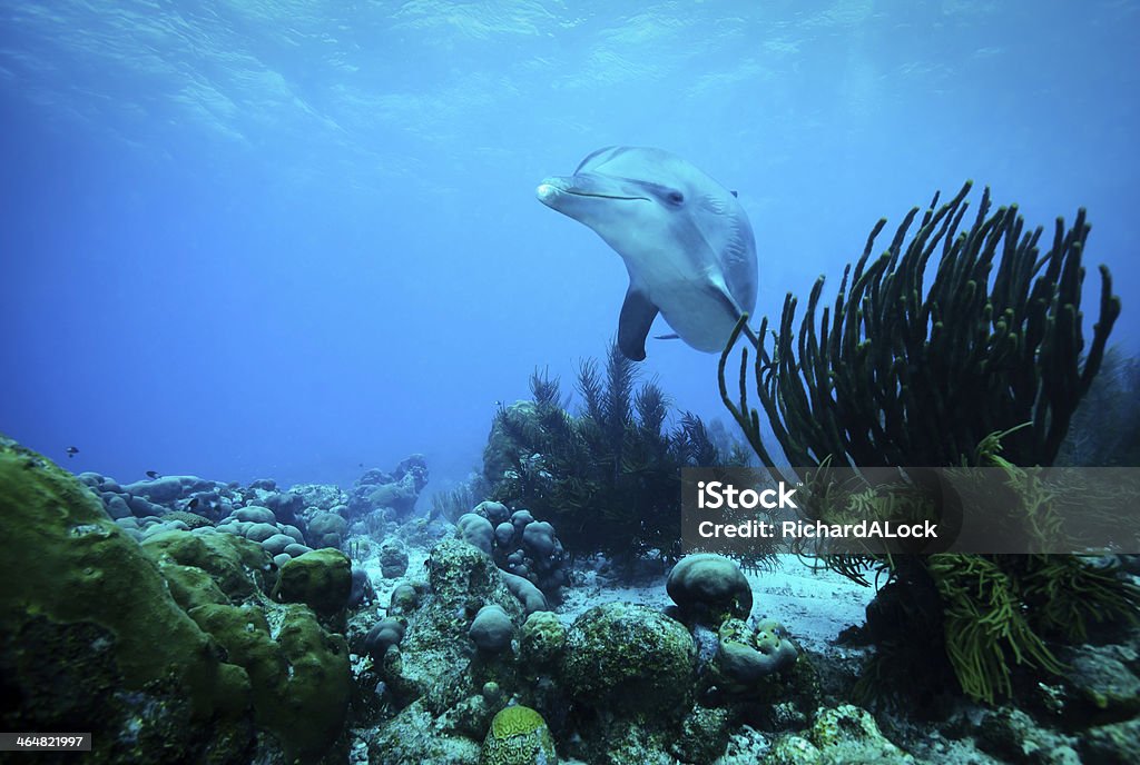 Curious Dolphin Caribbean A curious dolphin in the clear blue waters of the Caribbean Dolphin Stock Photo