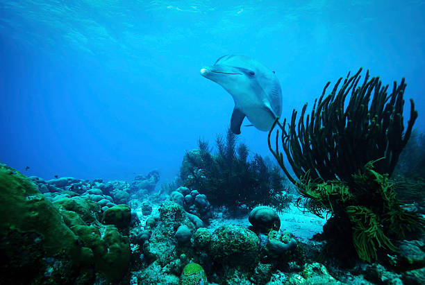Curious Dolphin Caribbean stock photo