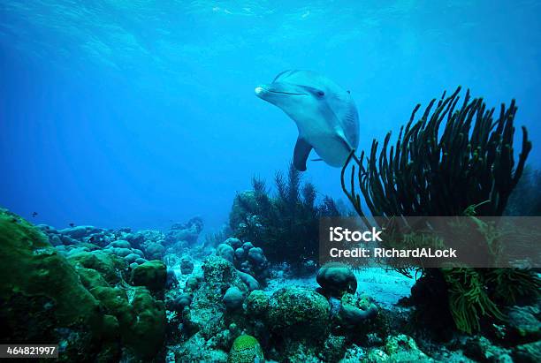 Curious Dolphin Caribbean Stock Photo - Download Image Now - Dolphin, Curaçao, Bottle-nosed Dolphin