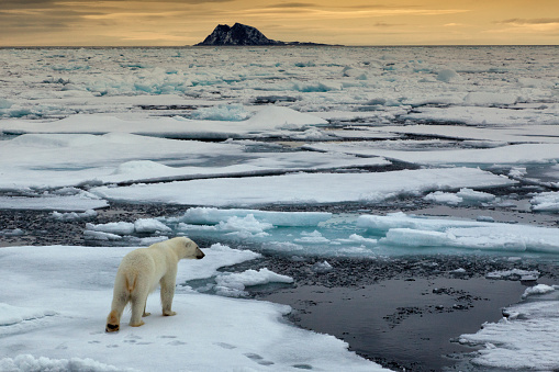 Polar Bear on ice flow 