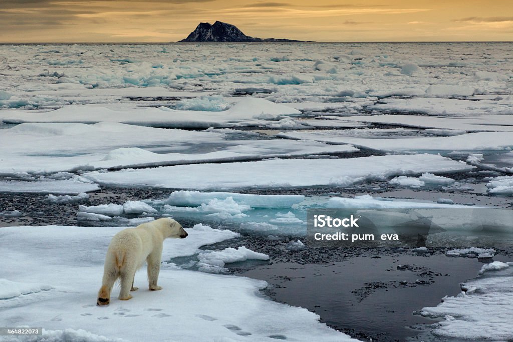 Aerial shot of the Eisbaer, Thalarctos Maritimus polar bear Polar Bear on ice flow  Climate Change Stock Photo