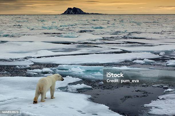 Aerial Shot Of The Eisbaer Thalarctos Maritimus Polar Bear Stock Photo - Download Image Now