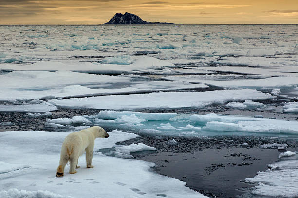 eisbaer, thalarctos maritimus, полярный медведь - polar bear arctic global warming ice стоковые фото и изображения