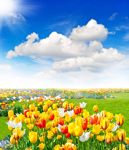 istock tulip flowers field. spring landscape 464822415