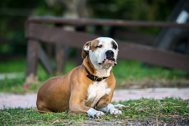 Farm Dog A farm bulldog looking out intently at something. american bulldog stock pictures, royalty-free photos & images