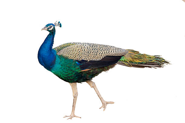 istock Portrait of a standing Peacock on white background 464823411