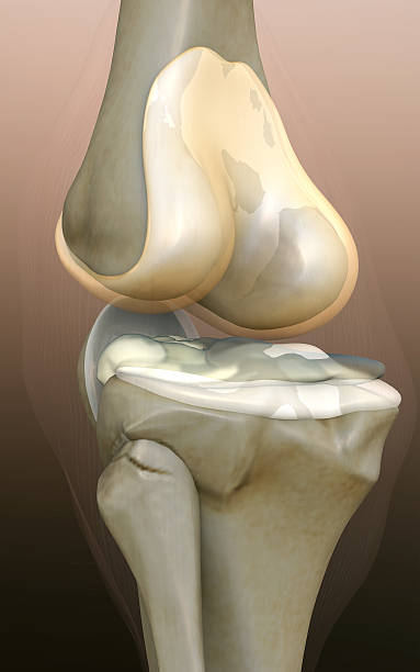 ludzkie kolano - human bone forensic science medical scan morphology zdjęcia i obrazy z banku zdjęć