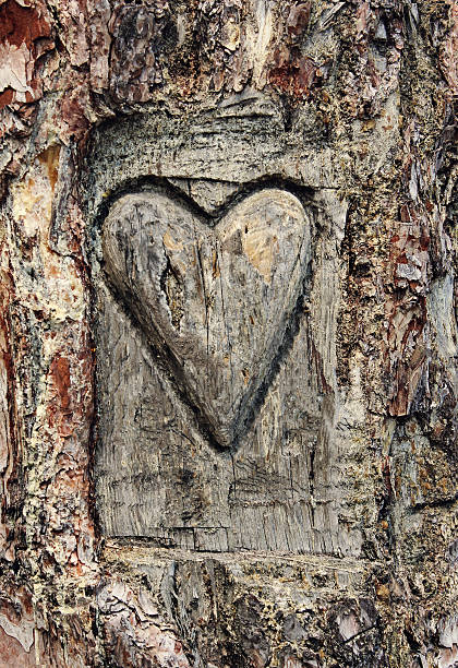 istock Heart carved in the bark of a tree 464824283