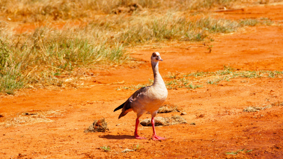 African Goose. Kenya, Tsavo East National Park.