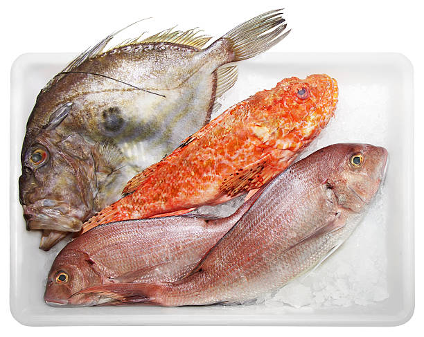 Scorpaenidae John Dory and Dentex Fresh Scorpaenidae, John Dory  and Dentex, quality and delicious fish, solated on white background red scorpionfish photos stock pictures, royalty-free photos & images