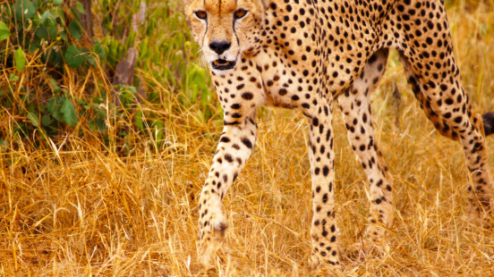 Cheetah (Acinonyx jubatus) in Profile. Amboseli, Kenya