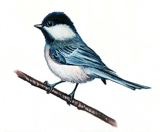 Blue tit vector art illustration