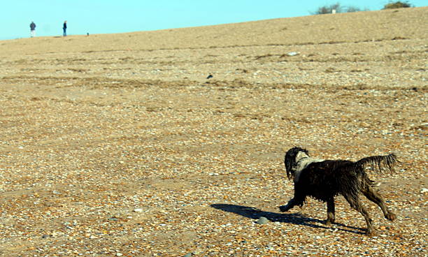 istock Manny at snettisham 464829282