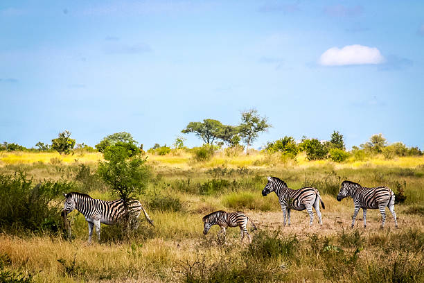 istock Zebras Grazing Among Sunny Blue Skies 464829792