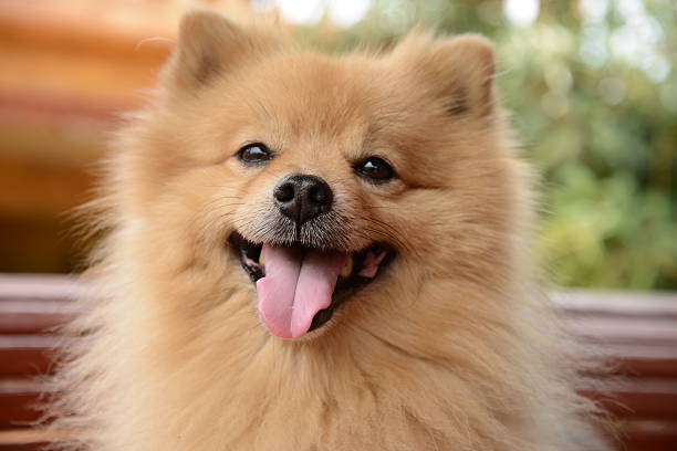 istock Smiley Face Pomeranian Dog 464830980