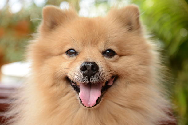 istock Smiley Face Pomeranian Dog 464830996