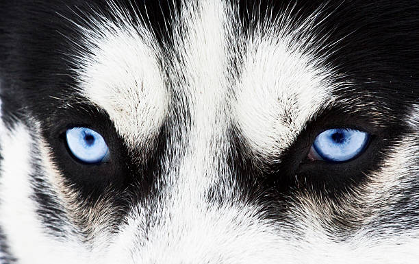 istock Close up on blue eyes of a dog 464831321